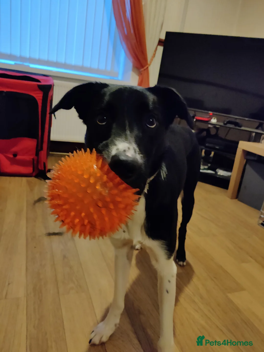 Mixed Breed dogs for sale: Rehoming adult dog - Advert 2