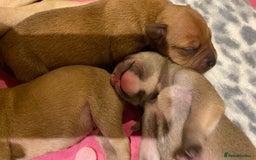Staffordshire Bull Terrier dogs for sale: Beautiful Staffordshire bull terrier puppys. 🐾 - Image 8