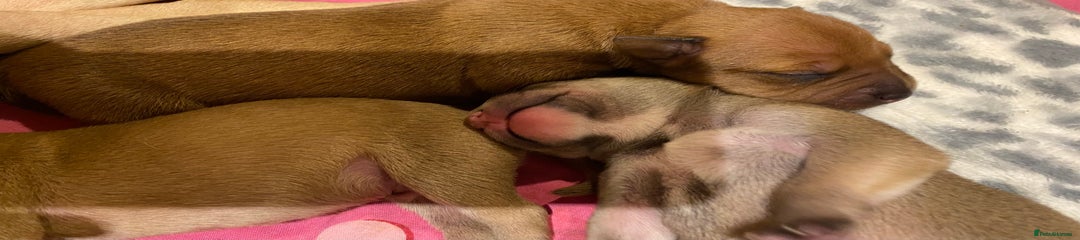 Staffordshire Bull Terrier Puppy 2