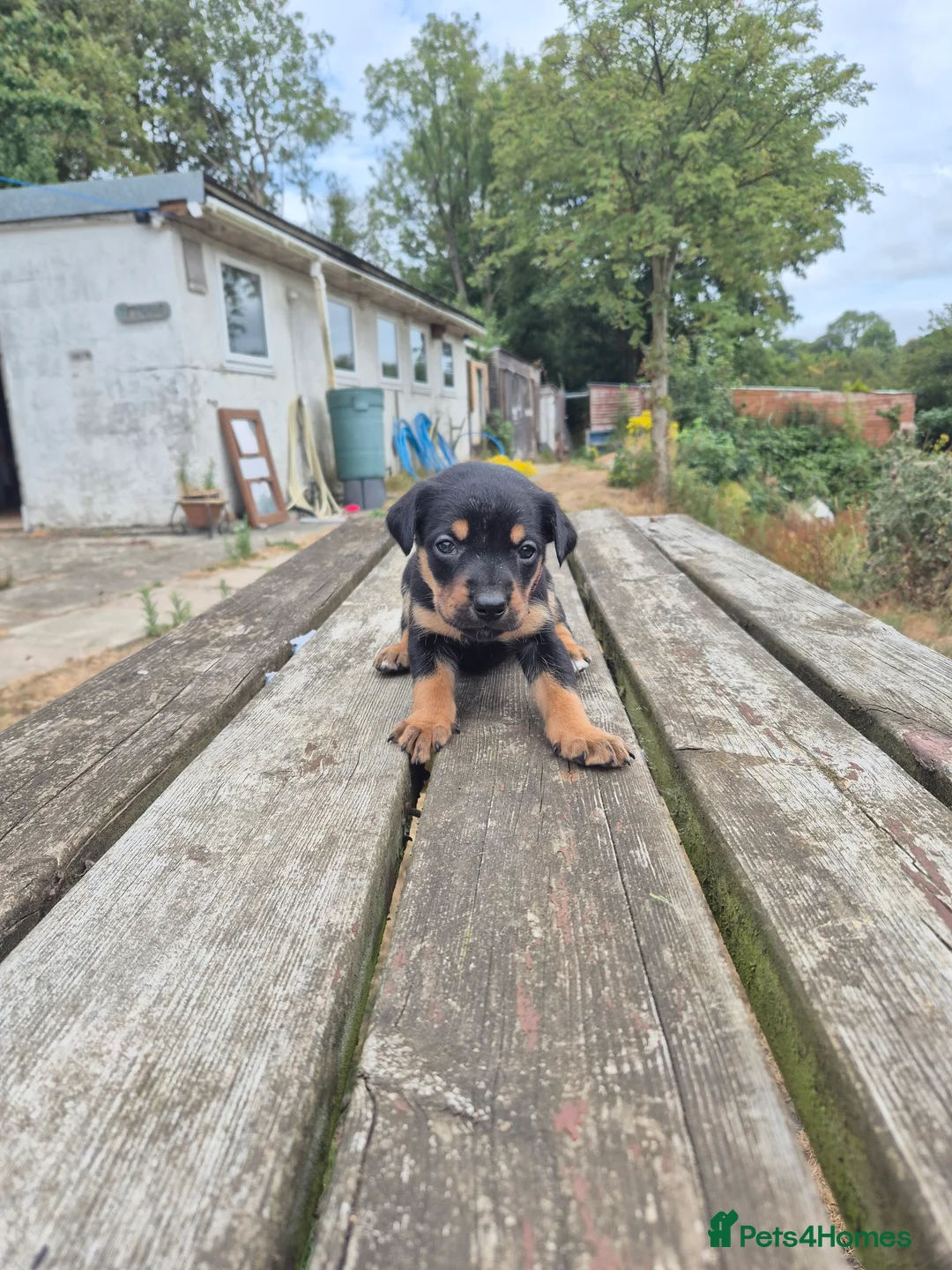 Mixed Breed dogs for sale: 8 Huntaway x puppies for sale - Advert 2