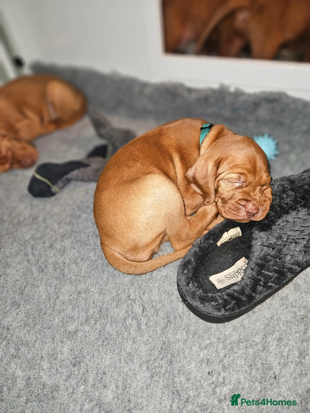 Hungarian Vizsla dogs for sale: 🏆🇭🇺 KC Registered fully trained HungarianVizsla - Advert 9