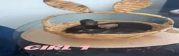 Mixed Breed rabbits for sale: 4 baby rabbits looking for thier forever home - Advert 2