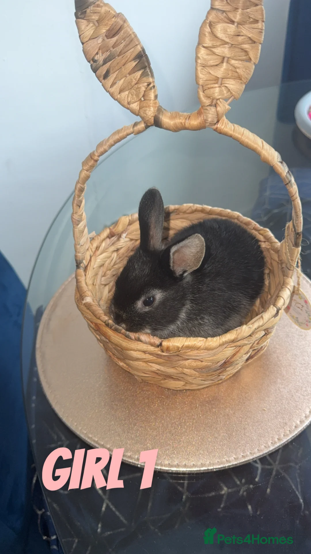 Mixed Breed rabbits for sale: 4 baby rabbits looking for thier forever home - Advert 2