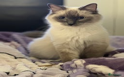 Ragdoll cats for sale: Pure Ragdoll kittens available 🐱🐾 - Image 7