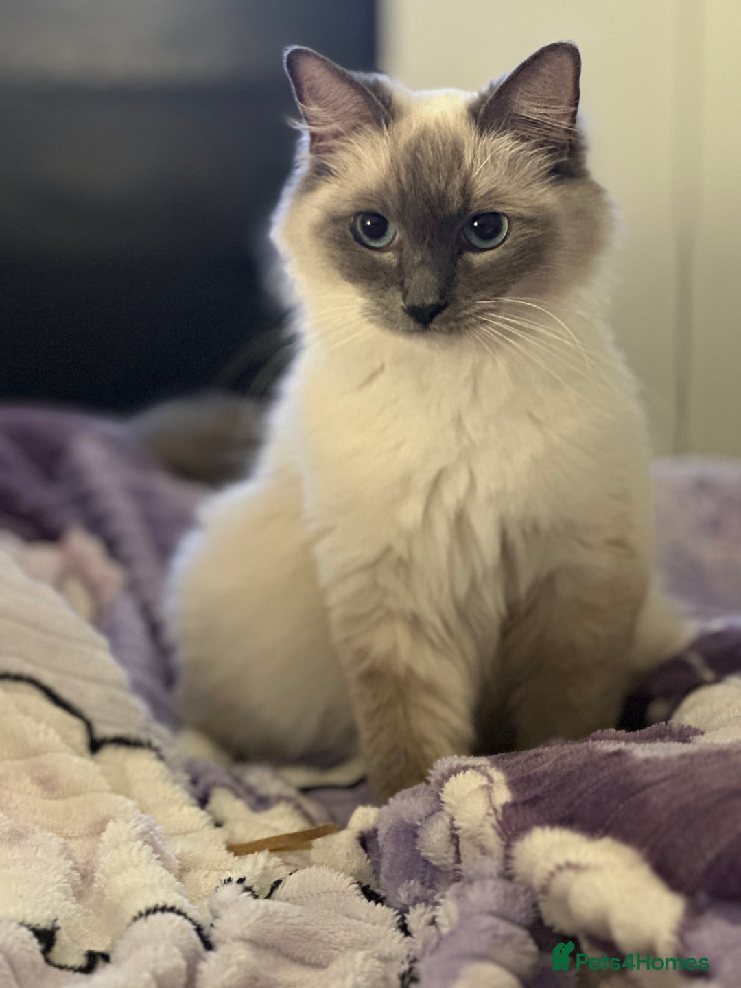 Ragdoll cats for sale: Pure Ragdoll kittens available 🐱🐾 - Image 7