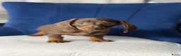 Miniature Dachshund dogs for sale: Miniature Dachshunds 2 girls left  - Advert 3