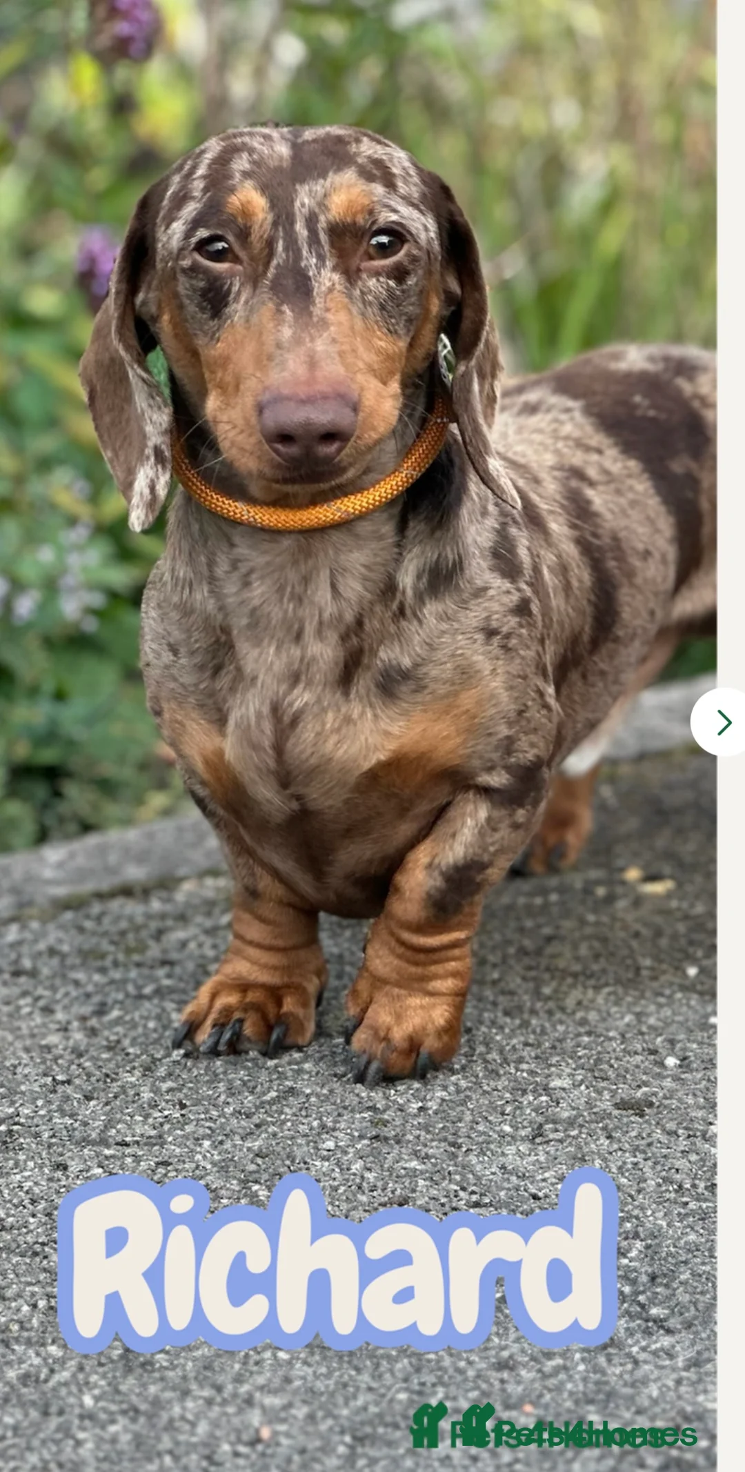 Miniature Dachshund dogs for sale: Stunning miniature dachshunds PRA clear   in Nottingham - Advert 5