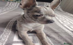 Chihuahua dogs for stud: Chihuahua for stud, grey merle - Image 4
