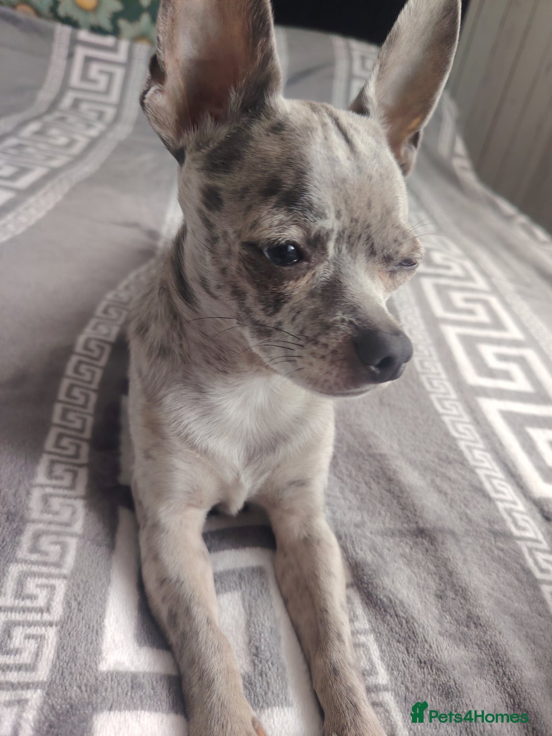 Chihuahua dogs for stud: Chihuahua for stud, grey merle - Image 4