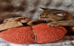 British Shorthair cats for sale: GOLDEN & COLOURPOINT BSH KITTENS, READY TO GO! - Image 16