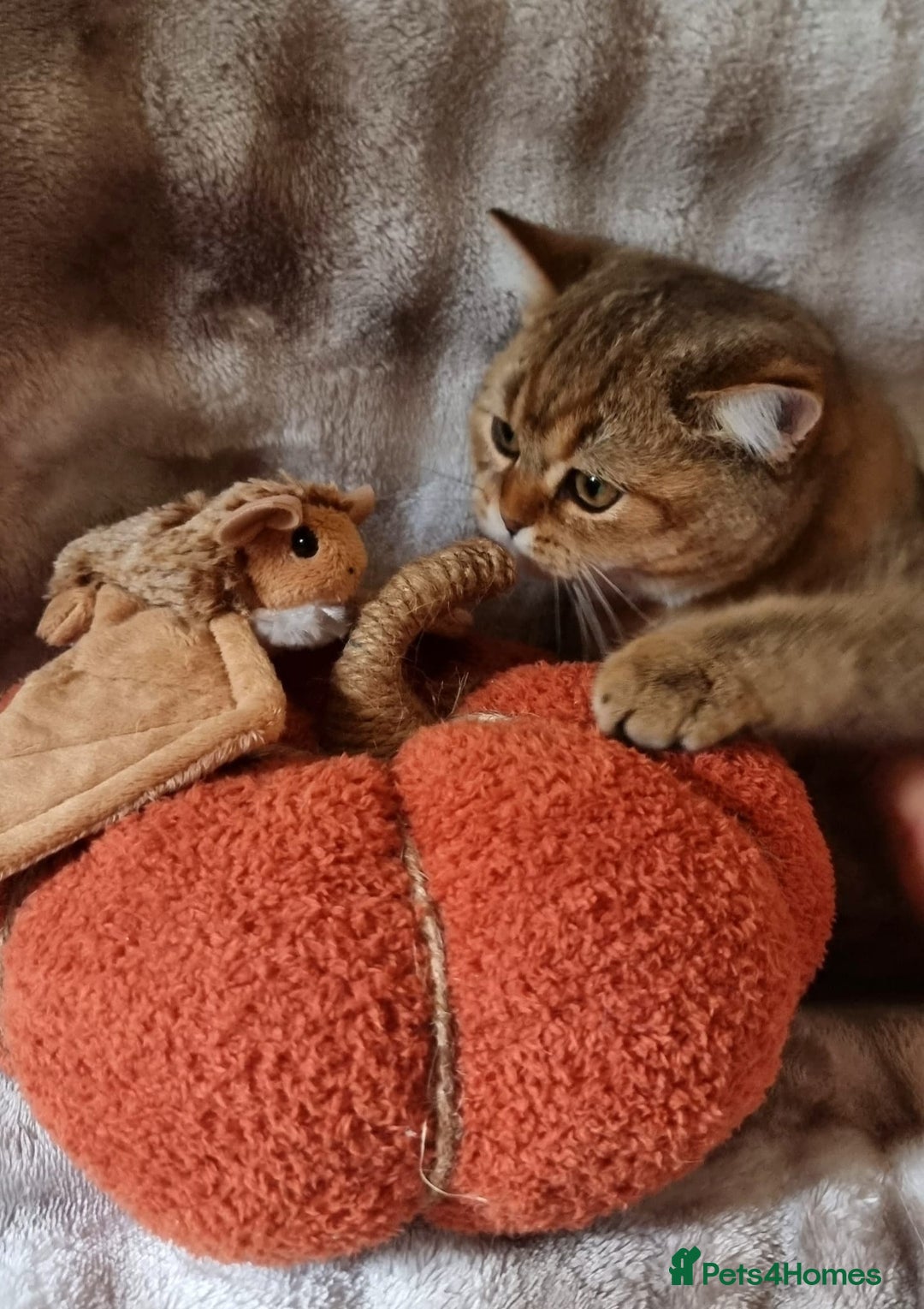 British Shorthair cats for sale: GOLDEN & COLOURPOINT BSH KITTENS, READY TO GO! - Image 16