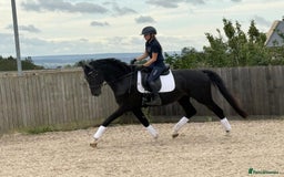 Belgian Warmblood horses for sale: Dressage Prospect- 5 year old classes!  - Image 2