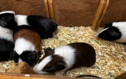 Guinea Pig rodents for sale: Bonded male/ boar guinea pigs  - Image 10