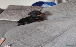 Miniature Dachshund dogs for sale: Ready now miniature dachshunds boy - Image 4