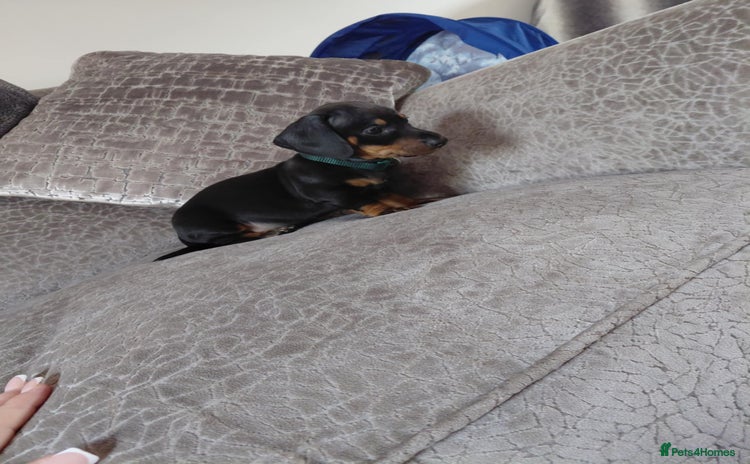 Miniature Dachshund dogs - Advert 3