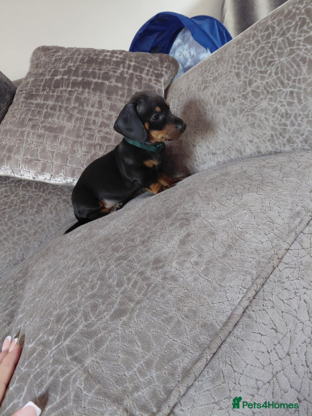Miniature Dachshund dogs for sale: Ready now miniature dachshunds boy - Image 4