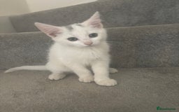 Mixed Breed cats for sale: 2 gorgeous boy left  - Image 17