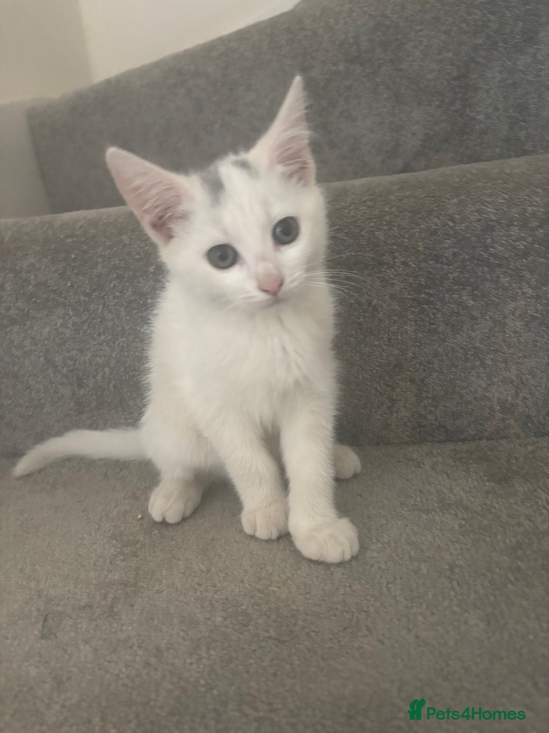 Mixed Breed cats for sale: 2 gorgeous boy left  - Image 17