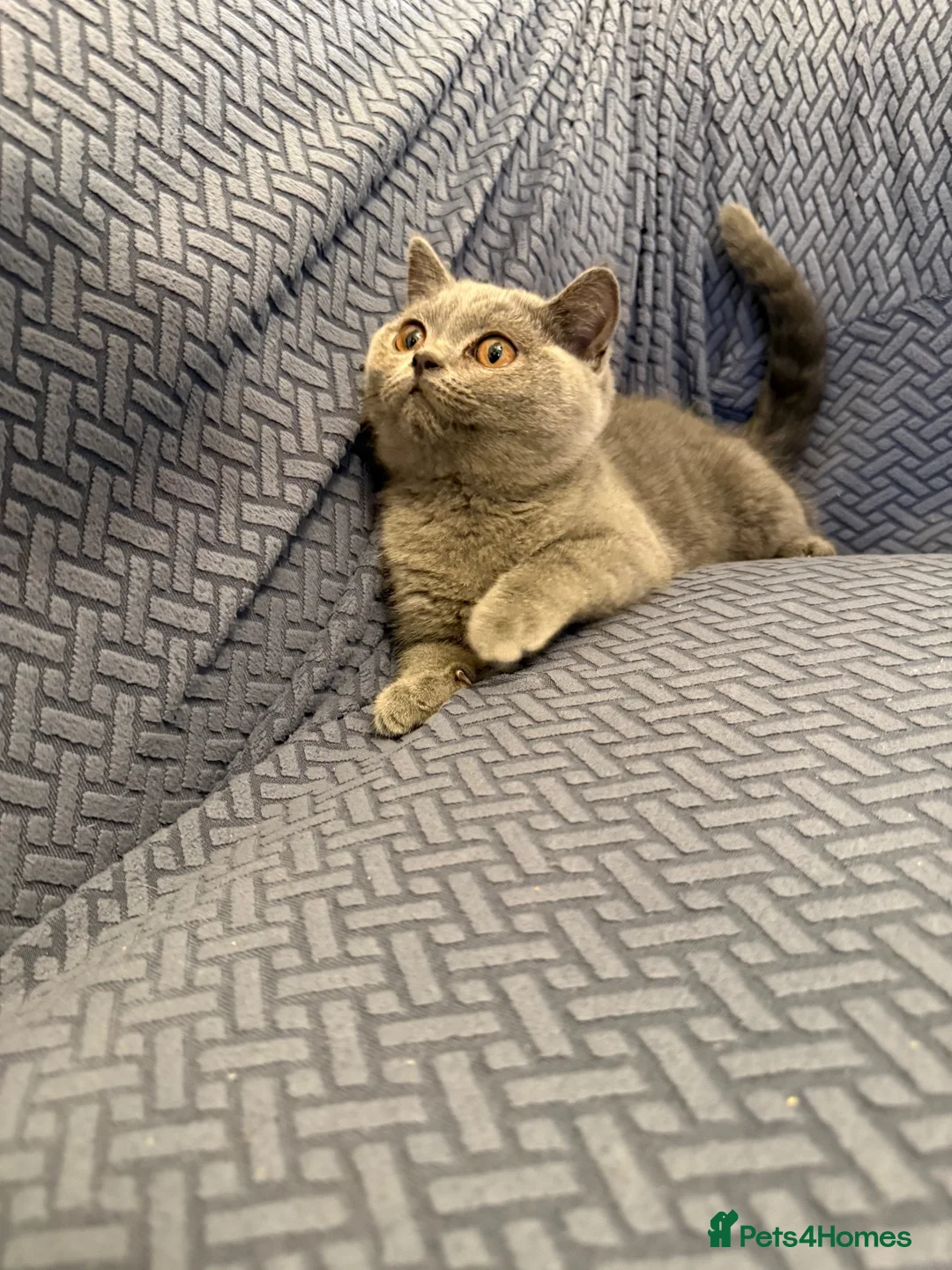 British Shorthair cats for sale: Female British Short Hair For Sale - 🧸 in Birmingham - Advert 2