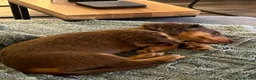 Miniature Dachshund dogs for sale: Long hair dachshund  - Advert 4