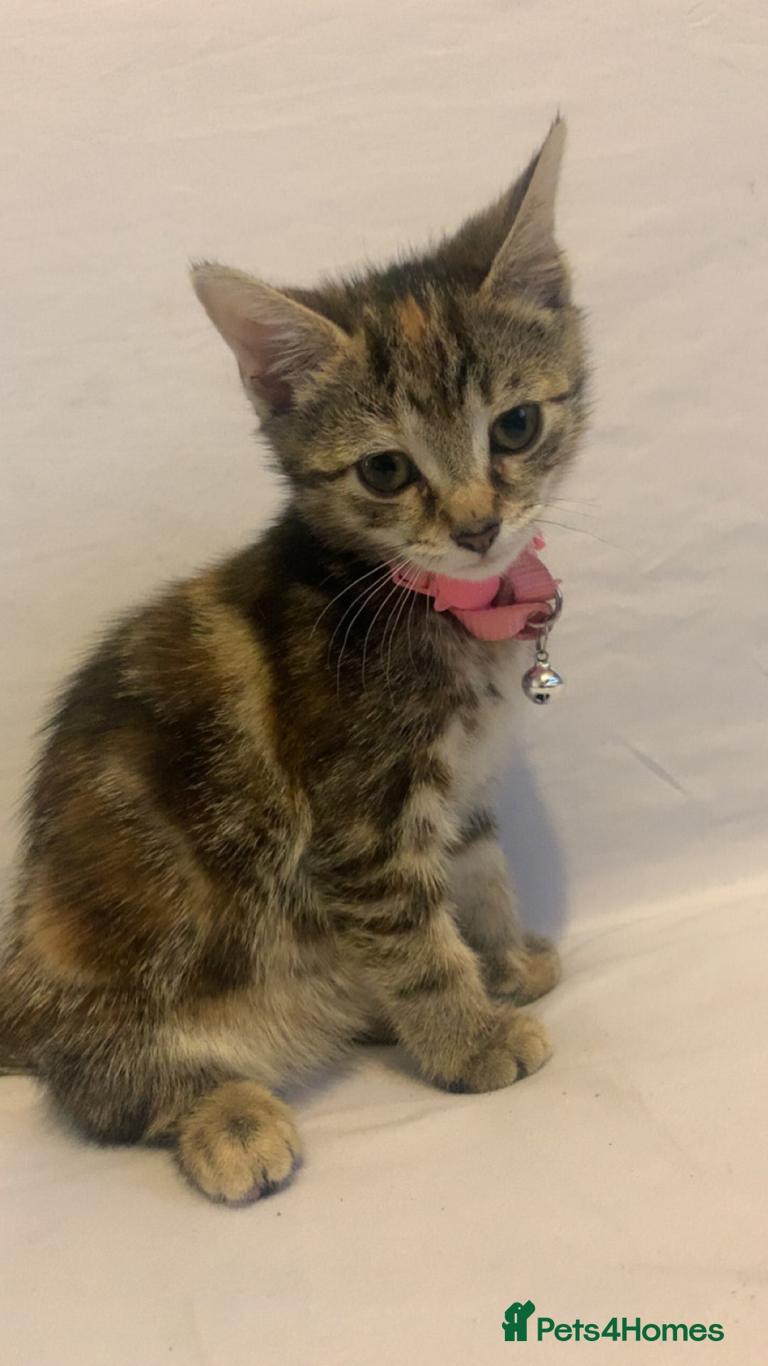 Mixed Breed cats for sale: Jelly bean looking for her forever home 🏡 🫘 🥰 - Image 10