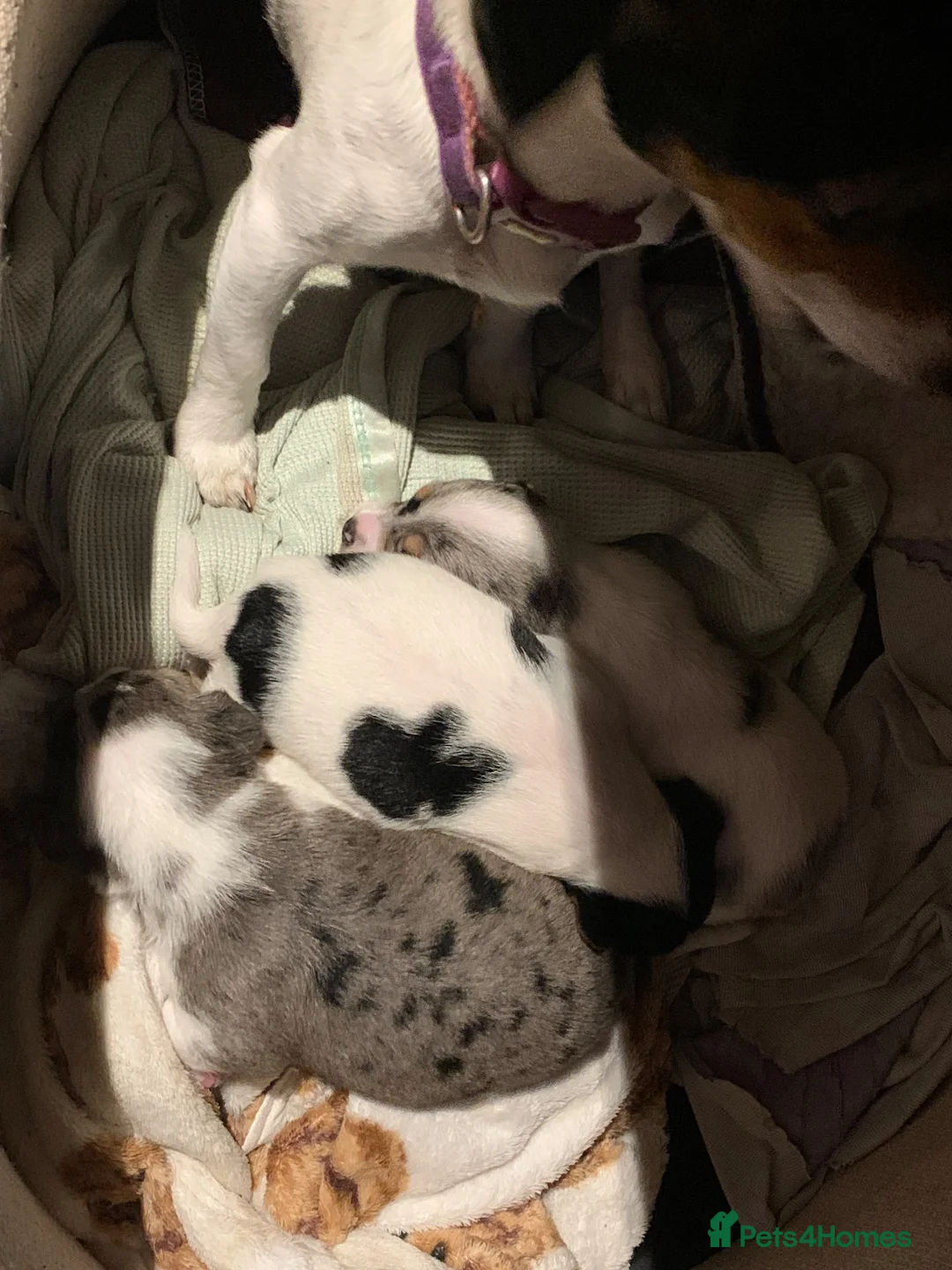 Jack Russell dogs for sale: Jack Russel blue merle - Advert 25