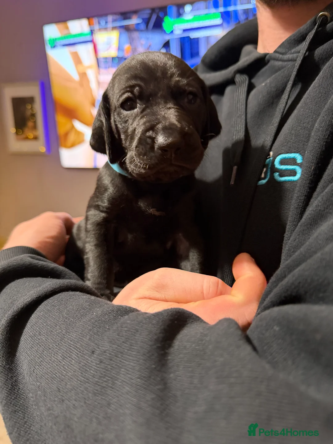 Mixed Breed dogs for sale: Vizmaraner puppies  - Advert 16