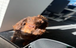 Cocker Spaniel dogs for sale: Cocker spaniel puppy’s  - Image 10