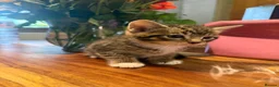 Russian Blue cats for sale: Adorable Kittens Looking for Their Forever Homes in Dereham - Advert 4