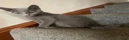 Russian Blue cats for sale: Championship and GCCF Russian blue kittens  - Advert 11