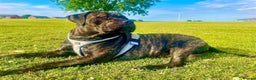 Cane Corso dogs for stud: 2 year old Corso stud With options  - Advert 8