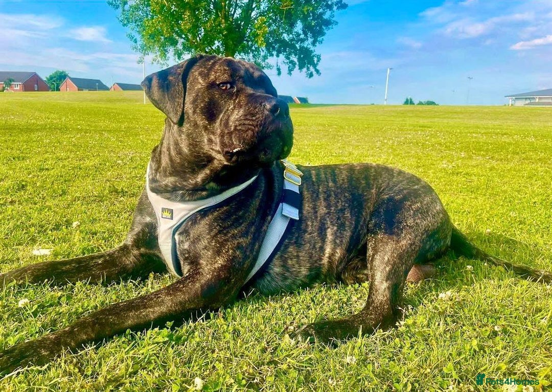 Cane Corso dogs for stud: 2 year old Corso for stud With options  - Image 8