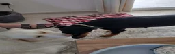 Mixed Breed dogs for adoption: Lucie - Advert 6