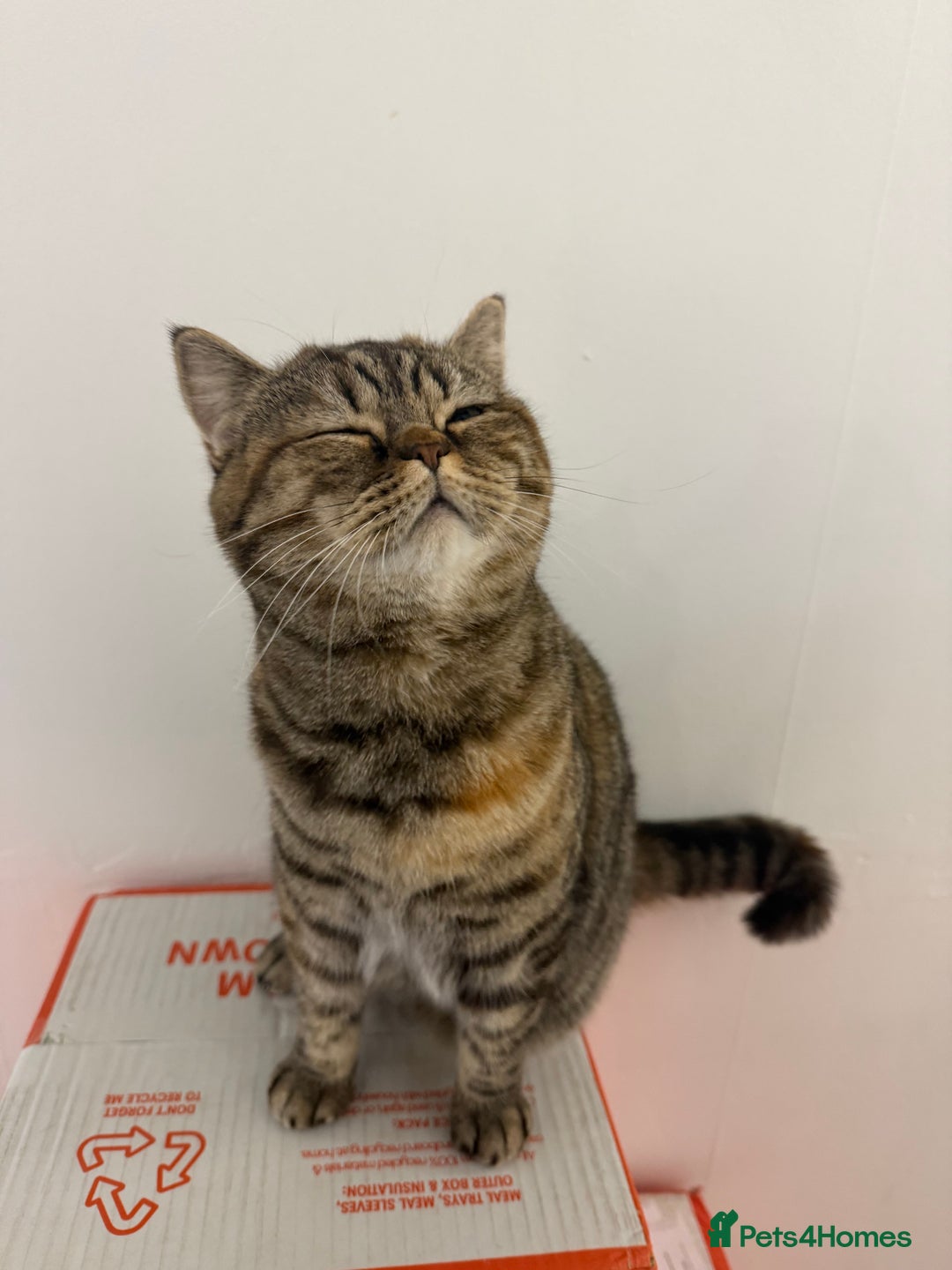 British Shorthair cats for sale: Luna & Leo  - Advert 21