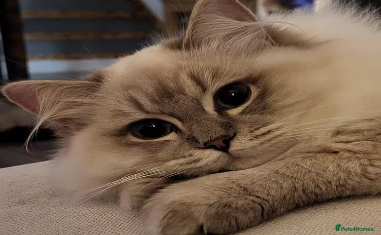 Ragdoll cats - Advert 6