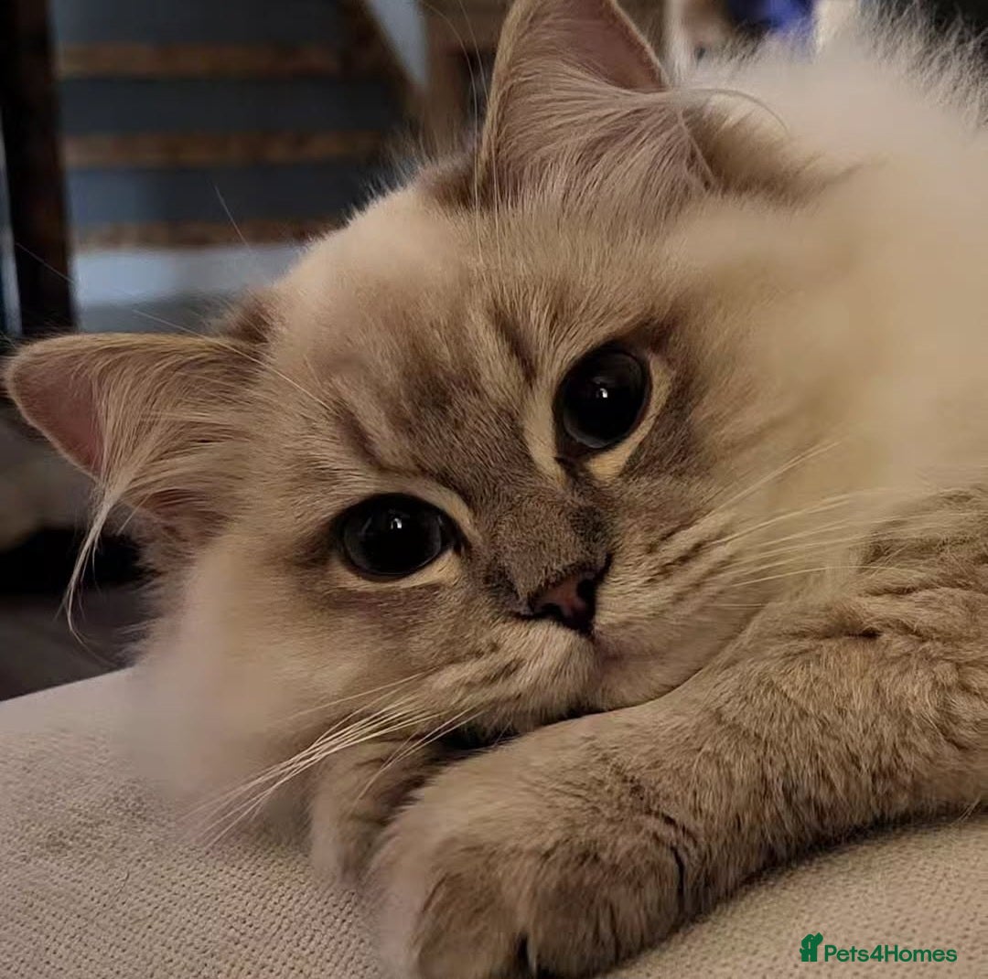Ragdoll cats for sale: Blue tabby GCCF (ACTIVE) Queen - Image 1