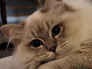 Ragdoll cats - Advert 9