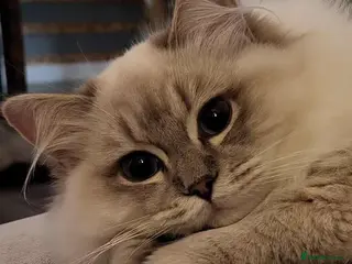 Ragdoll cats Blue tabby GCCF (ACTIVE) Queen - Advert 7