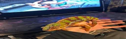 Chameleon reptiles for sale: Ambidole panther chameleon in Runcorn - Advert 7