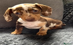 Miniature Dachshund dogs for sale: READY NOW - short haired miniature dachshunds  - Image 16