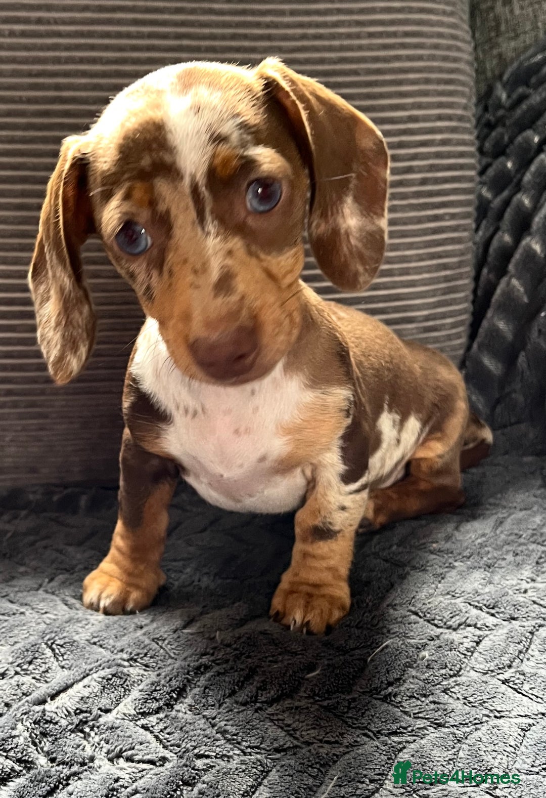 Miniature Dachshund dogs for sale: READY NOW - short haired miniature dachshunds  - Image 16