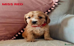 Cocker Spaniel dogs for sale: Stunning! Golden Kc Show Type Cocker Spaniels. - Advert 15