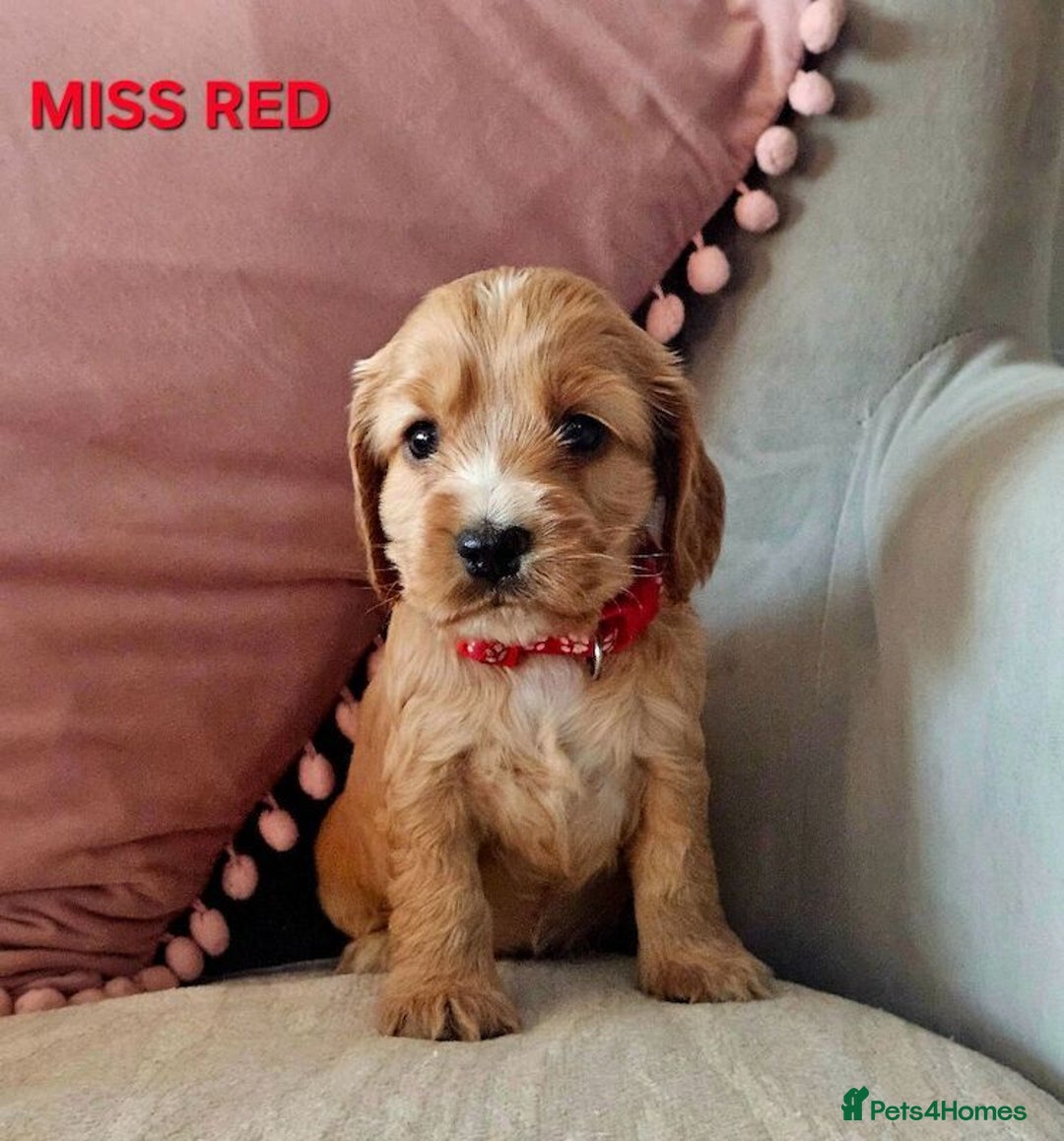 Cocker Spaniel dogs for sale: Stunning! Golden Kc Show Type Cocker Spaniels. - Advert 15