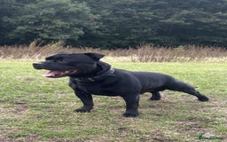 Staffordshire Bull Terrier dogs for stud: Phenomenal fertility- New Stud dog 2025 - Image 6