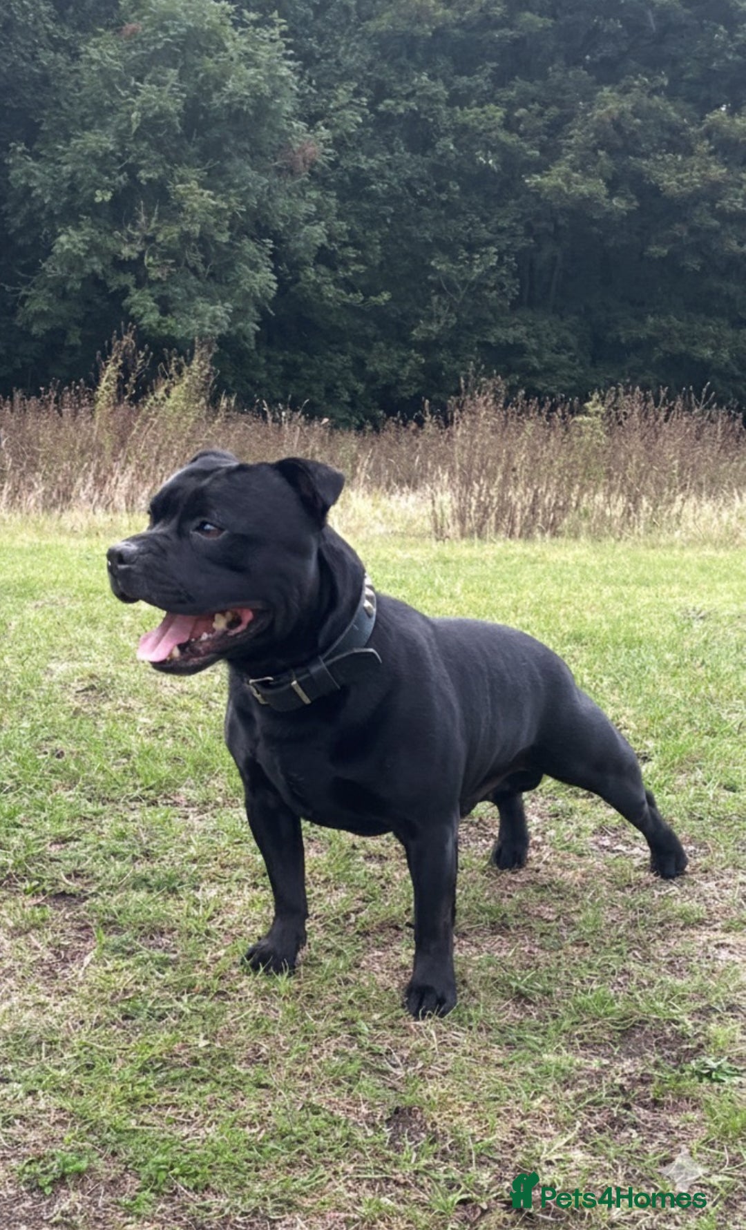 Staffordshire Bull Terrier dogs for stud: Phenomenal fertility- New Stud dog 2025 - Image 6