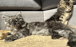 Maine Coon cats for sale: TICA registered Maine Coon kittens  - Image 17