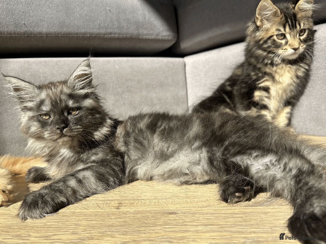 Maine Coon cats for sale: TICA registered Maine Coon kittens  - Image 17