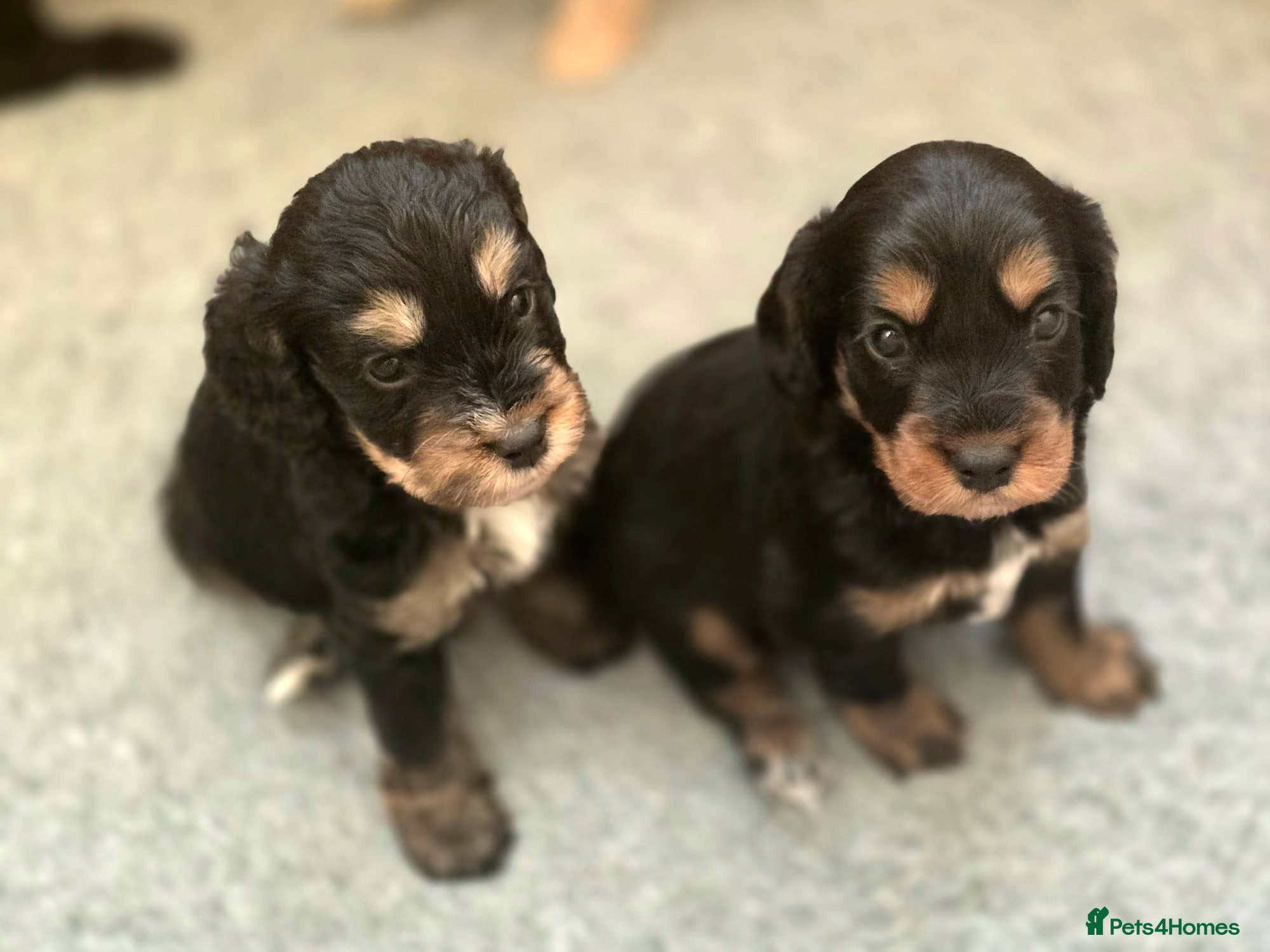 Cockapoo dogs 5 Gorgeous Cockapoo Puppies - Advert 11