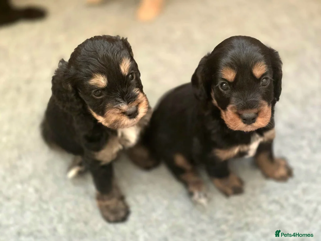 Cockapoo dogs for sale: 5 Gorgeous Cockapoo Puppies - Advert 7