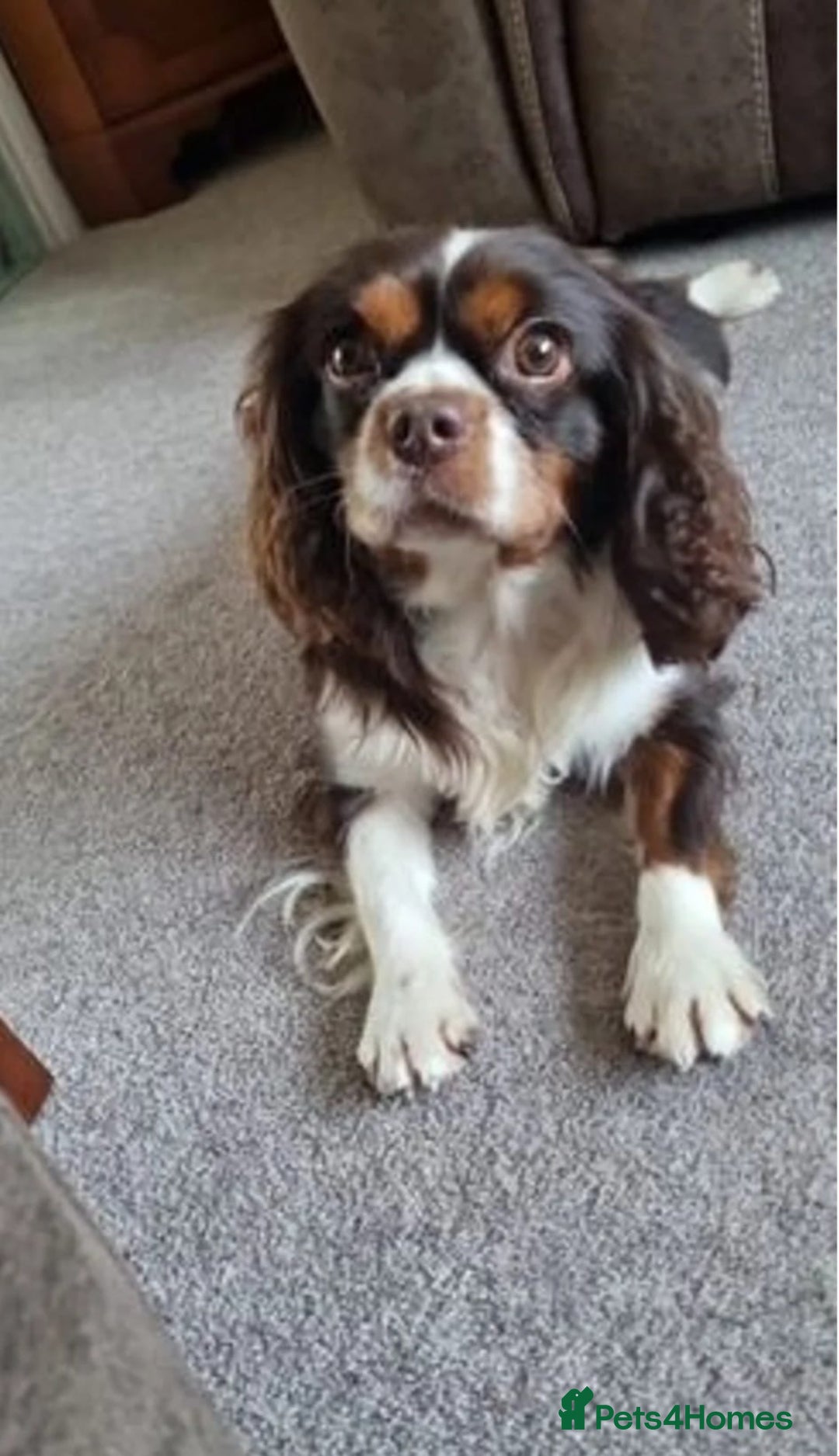 Cavapoo dogs for sale: Beautiful cavapoo puppies - Advert 13